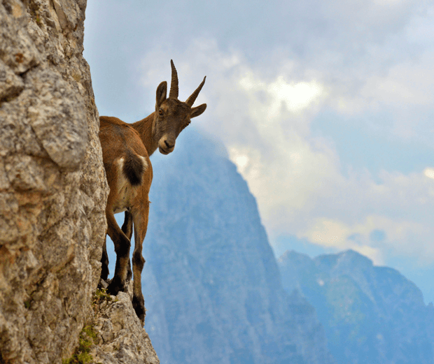 ibex1 An ibex on the edge of a cliff on a steep mountain, with mountains in the background on a cloudy day