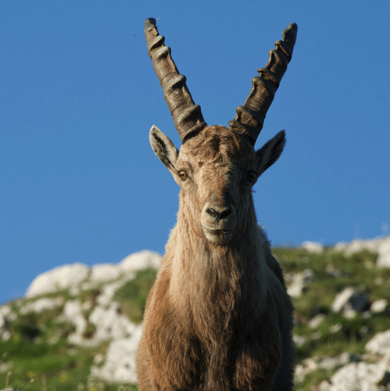 ibex2 A closeup of an ibex on a mountain with a blue sky in the background